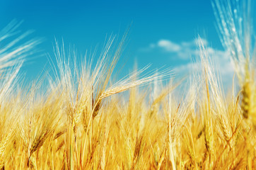 golden hrvest on field under blue sky