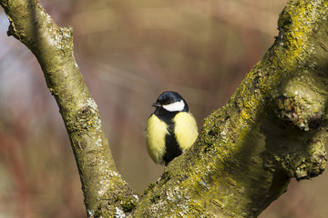 Kohlmeise (Parus major)