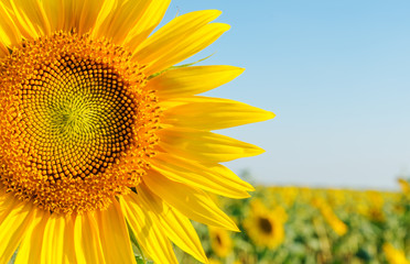 sunflower closeup on field