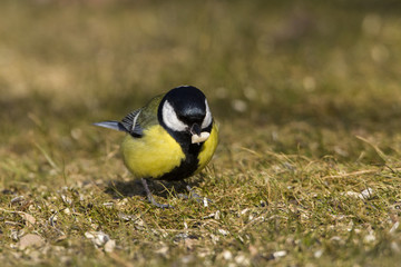 Kohlmeise (Parus major)