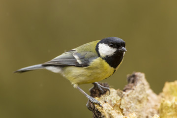 Obraz premium Kohlmeise (Parus major)