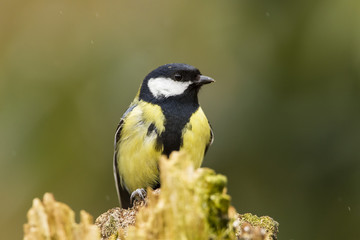 Naklejka premium Kohlmeise (Parus major)