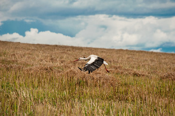 Flying stork