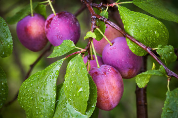 Ripe red plums on the branch with dew