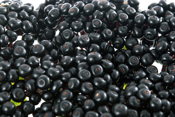 Elderberry Sambucus nigra