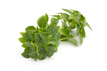 Basil.