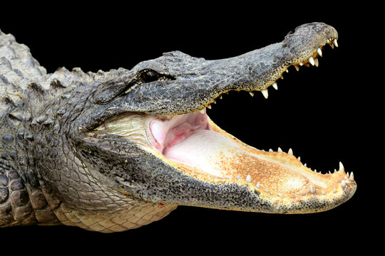 Alligator with its mouth open wide on black background