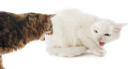 Fototapeta premium conflict between cats