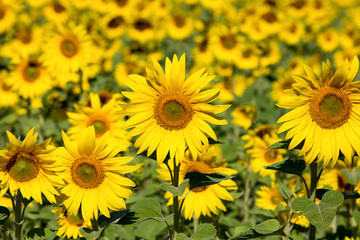 Sunflower field in Ukraine