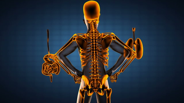 human entrails radiography scan 