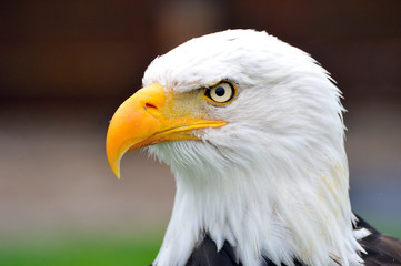 Adler