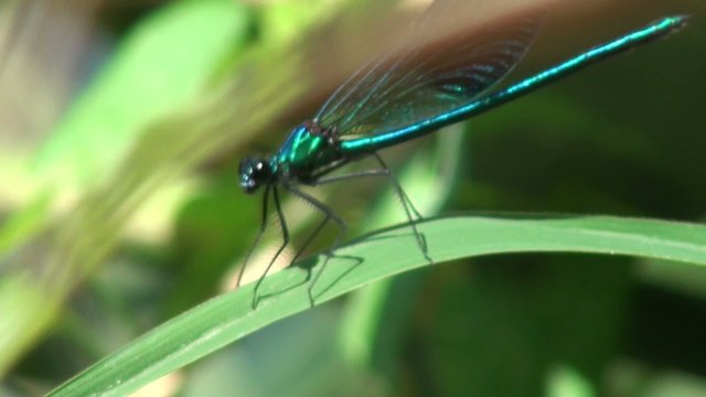 Insect Macro: Blue Azure Damselfly Dragonfly