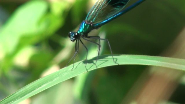 Insect Macro: Blue Azure Damselfly Dragonfly