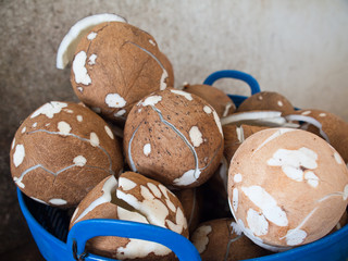 Coconut