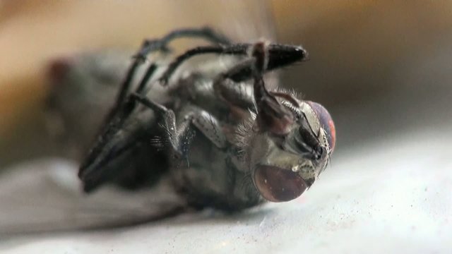 Housefly dry macro