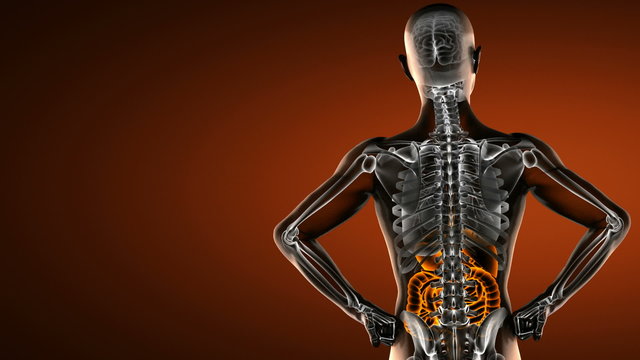 human entrails radiography scan