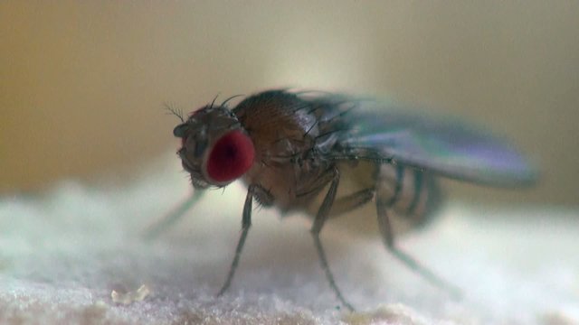 Housefly musca macro