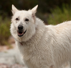 Weißer Schäferhund