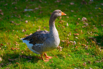 Naklejka na ściany i meble The goose on a meadow