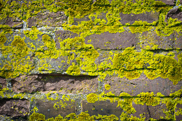 old brick wall growing moss