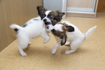 Two Papillon puppy playing