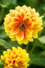 Bee on the yellow flower