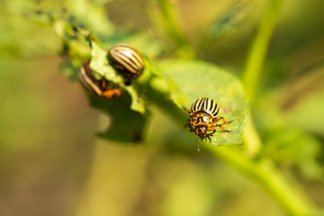 Colorado beetle on potato leaf