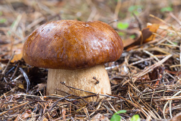 Porcini Mushroom in natural enviroment
