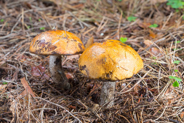 Close-up two red cap (Leccinum aurantiacum) mushroom in forest