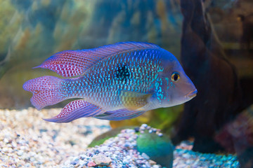 South American cichlid