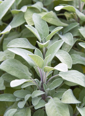 Sage plant in herb garden