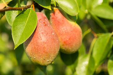 Ripe pears on a tree in the orchard