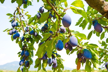 Branches of a plum tree full of ripe organic blue plums.