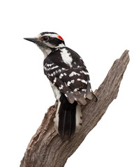 Fototapeta premium Grizzled Woodpecker