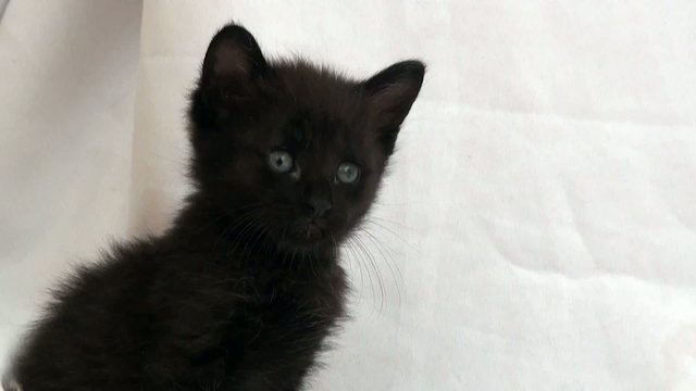 Kitten, close up