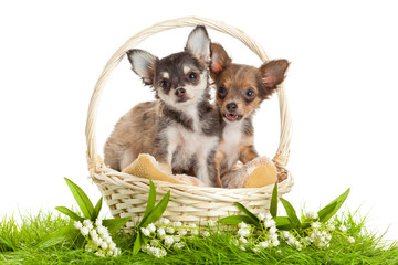 Chihuahua puppies. lovely puppy s.  portrait of puppies in a bas