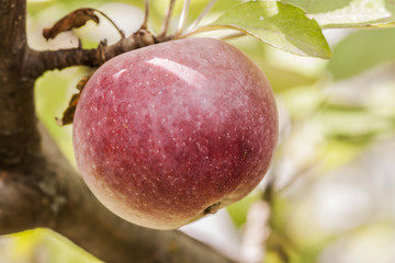 Ripe apple