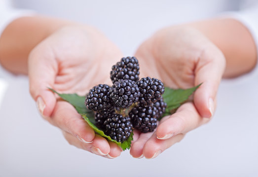 Fresh blackberries  in woman hands