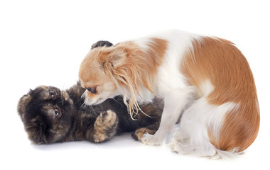 cat and dog playing
