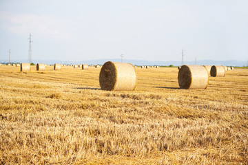 Hay Bale in Field