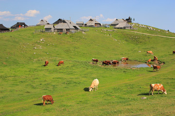 Alpine meadow pasture, Slovenia, central Europe