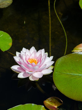 Fototapeta water lily