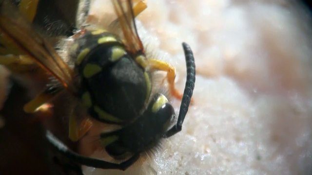 Wild wasps eat meat tearing chunks, northern Germany