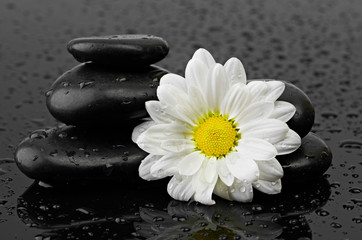 Fototapeta na wymiar black stones and white flower with water drops