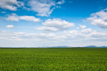 Obraz premium green field background