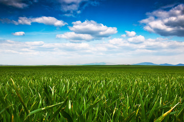 green field background