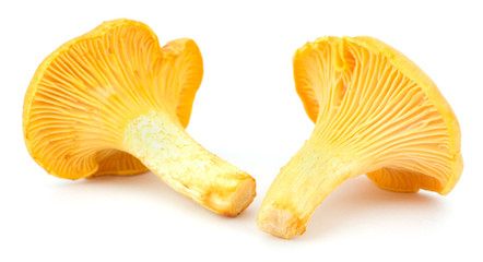 Fototapeta premium Yellow chanterelle isolated on white background