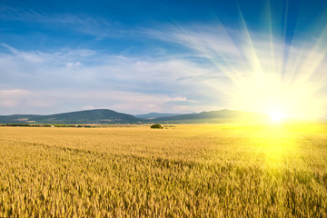 wheat land background