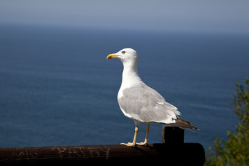 Gaviota posada frente al mar