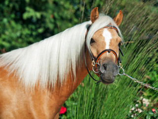 portrait of palomino welsh pony